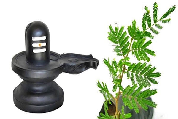 जानें क्या है पूजा की विधि और महत्व शिवलिंग पर क्यों चढ़ाए जाते हैं शमी के पत्ते